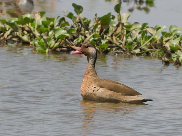 Amazonetaling (Amazonetta brasiliensis)